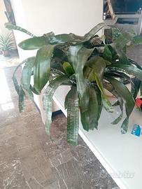 Acmea fasciata  grande 