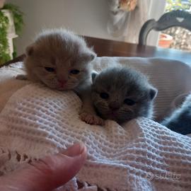 Cucciola british shorthair