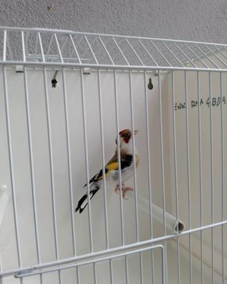 Cardellina femmina