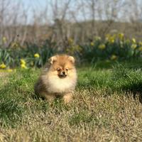 Cuccioli Spitz nano POMERANIA