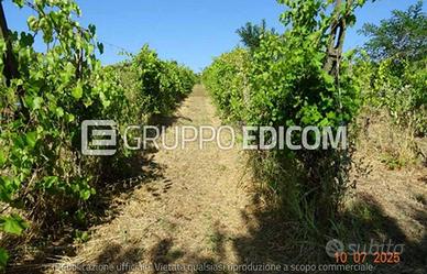 Terreno, Montescano.