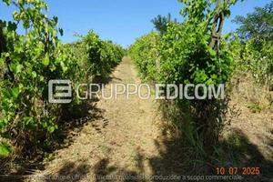 Terreno, Montescano.