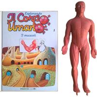 Il Corpo Umano n°1 I muscoli + modellino uomo