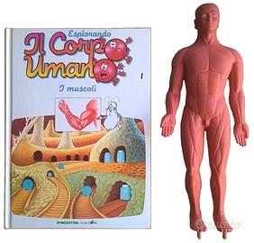 Il Corpo Umano n°1 I muscoli + modellino uomo