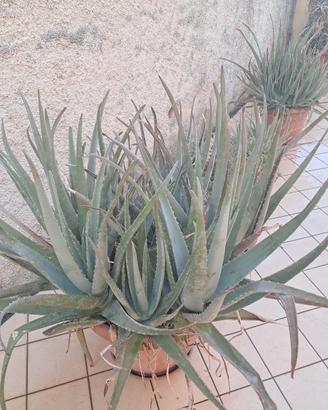 giardina