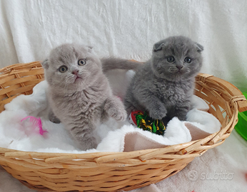 Scottish fold e straight