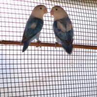 Inseparabili Fisher coppia