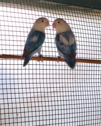 Inseparabili Fisher coppia