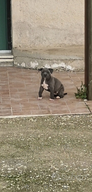 Pitbull ukc