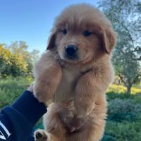 Cuccioli di Golden Retriever