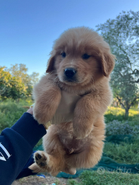 Cuccioli di Golden Retriever