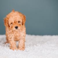 Diverse disponibilità di Barboncini