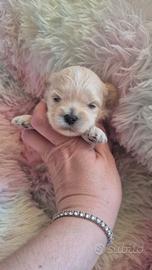 Maltipoo mini