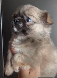 Chihuahua mini mini
