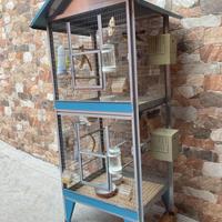 Diamante del gould e passero giapponese