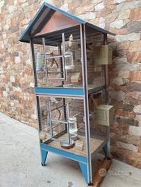 Diamante del gould e passero giapponese