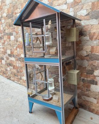 Diamante del gould e passero giapponese