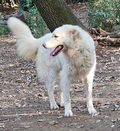 Evita,giovane,mix Maremmana,tolta da 1lager.ROMA