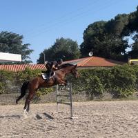 Cavallo italiano 7 anni