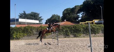 Cavallo italiano 7 anni