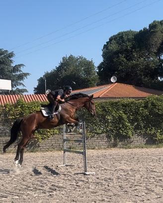 Cavallo italiano 7 anni