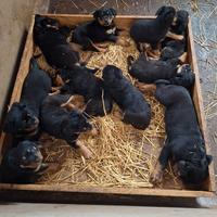 Cuccioli di Rottweiler