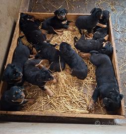 Cuccioli di Rottweiler
