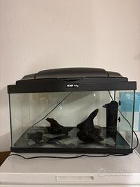 Acquario