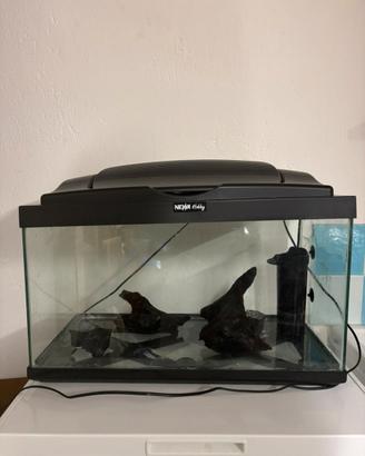 Acquario