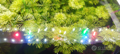 Limnophila sessiliflora