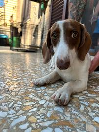Cucciolo di Bassotto