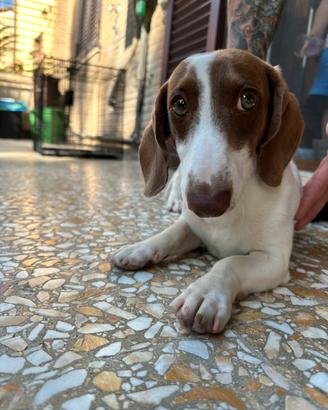 Cucciolo di Bassotto