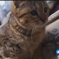 Musetta 6 mesi ipovedente