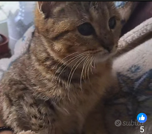 Musetta 6 mesi ipovedente