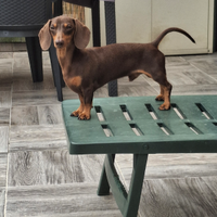 Bassotto cioccolato kaninchen monta