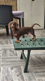 Bassotto cioccolato kaninchen monta