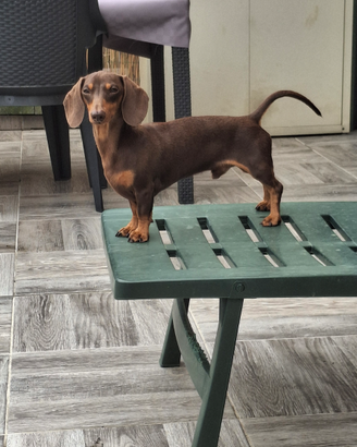 Bassotto cioccolato kaninchen monta