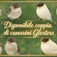 Coppia di Canarini Croster