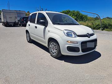 panda ibrida 