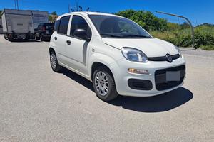 panda ibrida 