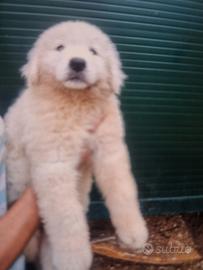 Cuccioli pastore maremmano abruzzese con pedigre