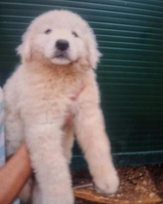 Cuccioli pastore maremmano abruzzese con pedigre