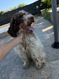 Lagotto Romagnolo per accoppiamento