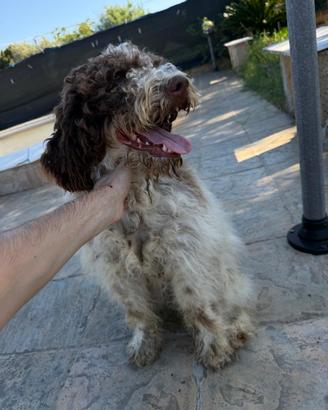 Lagotto Romagnolo per accoppiamento