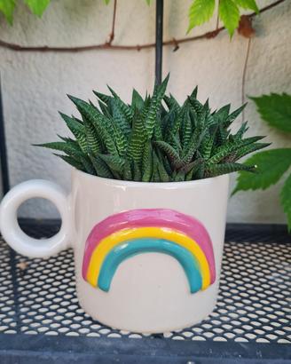 Haworthia limifolia