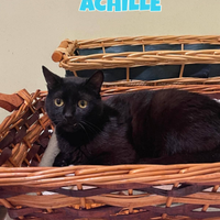 Achille gatto di 2 anni