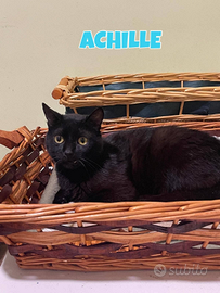 Achille gatto di 2 anni