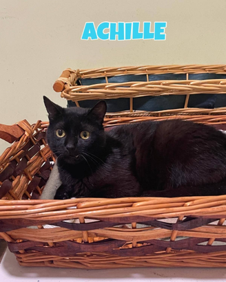 Achille gatto di 2 anni