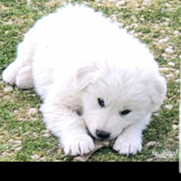 Cuccioli pastore maremmano abruzzese