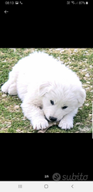 Cuccioli pastore maremmano abruzzese